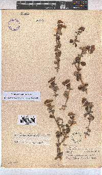 Image of Pavonia praemorsa