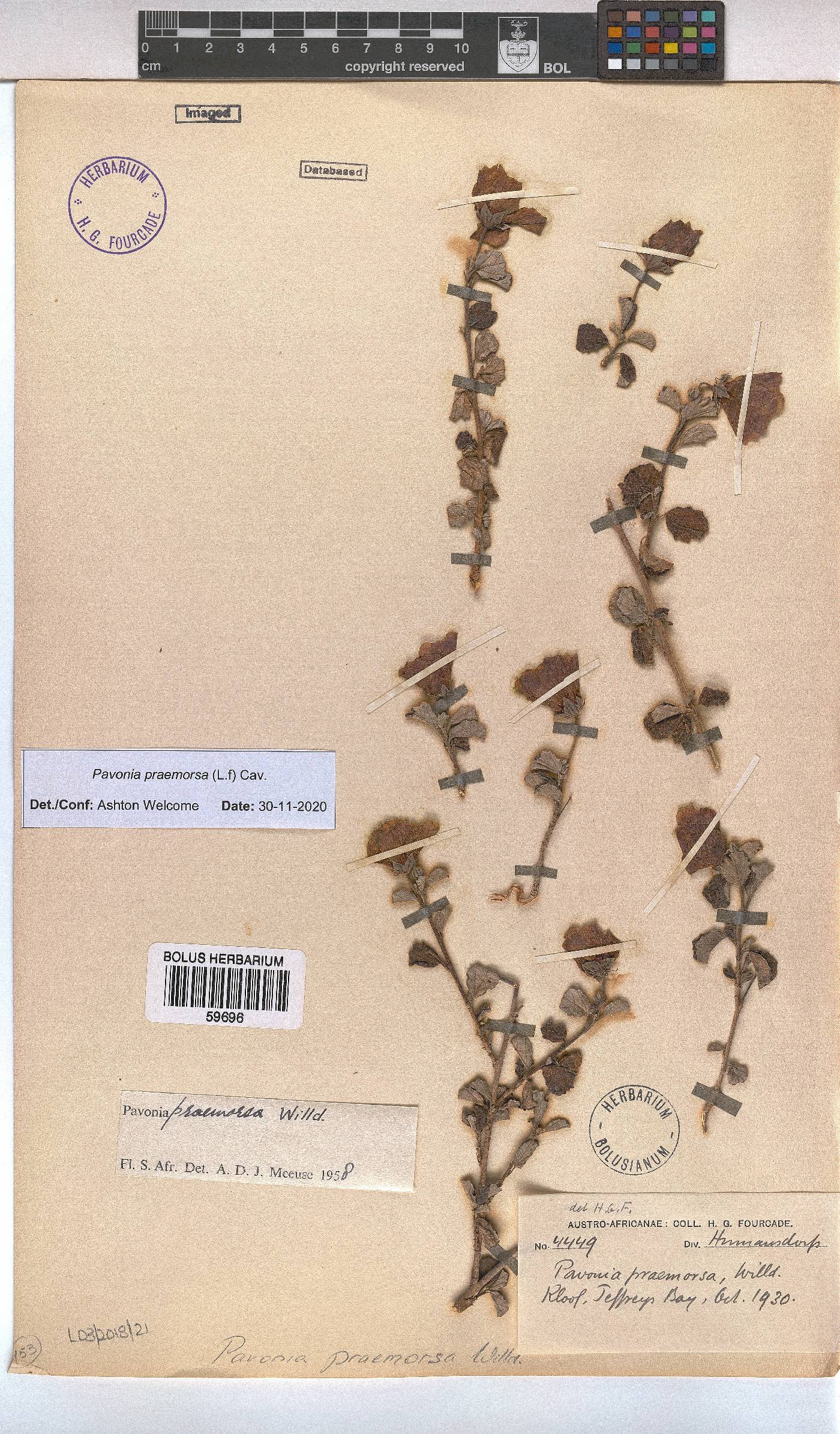 Pavonia praemorsa image