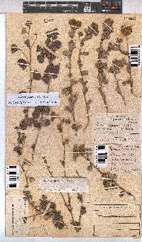 Pavonia praemorsa image