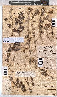 Pavonia praemorsa image
