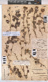 Pavonia praemorsa image