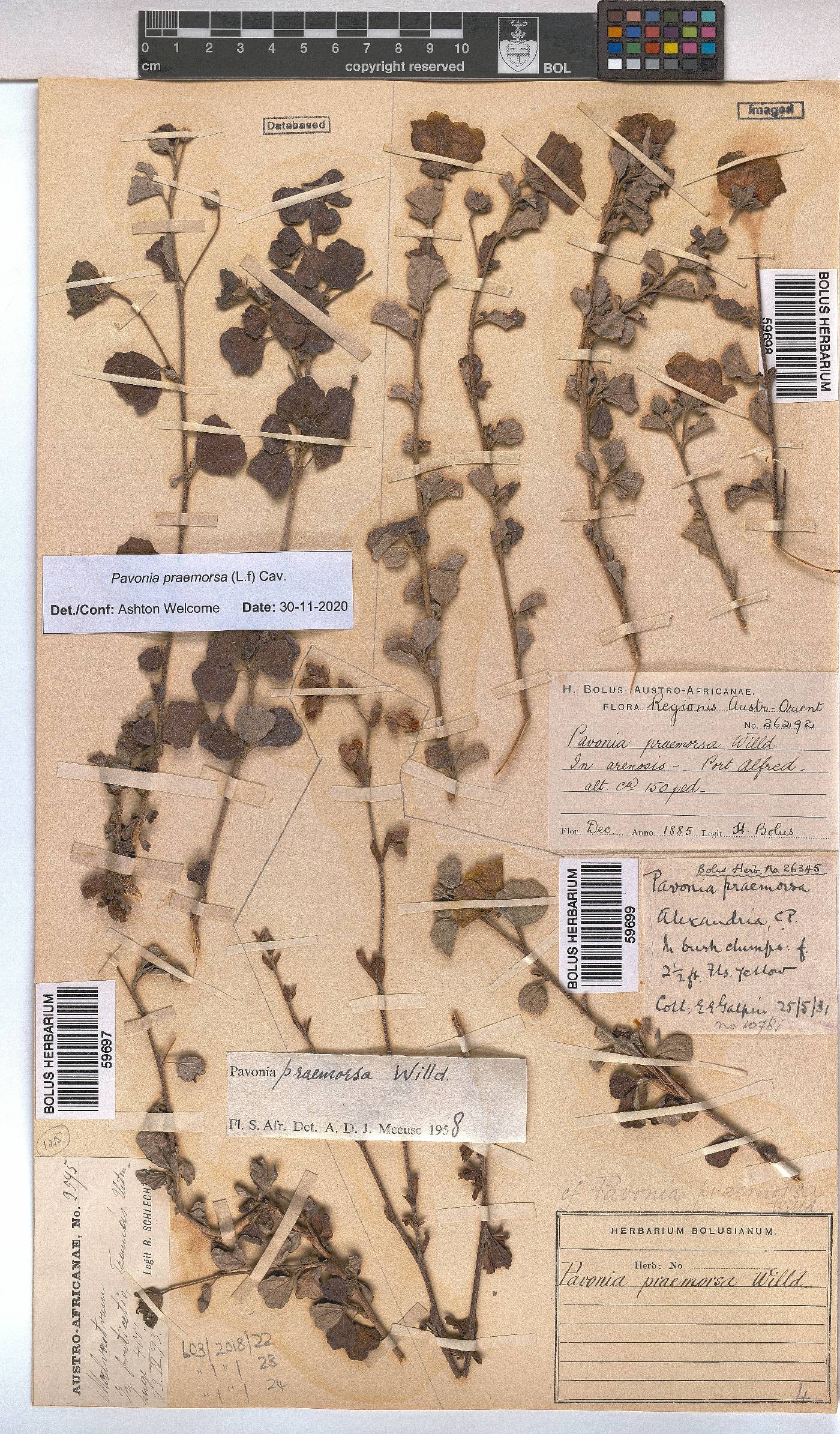 Pavonia praemorsa image