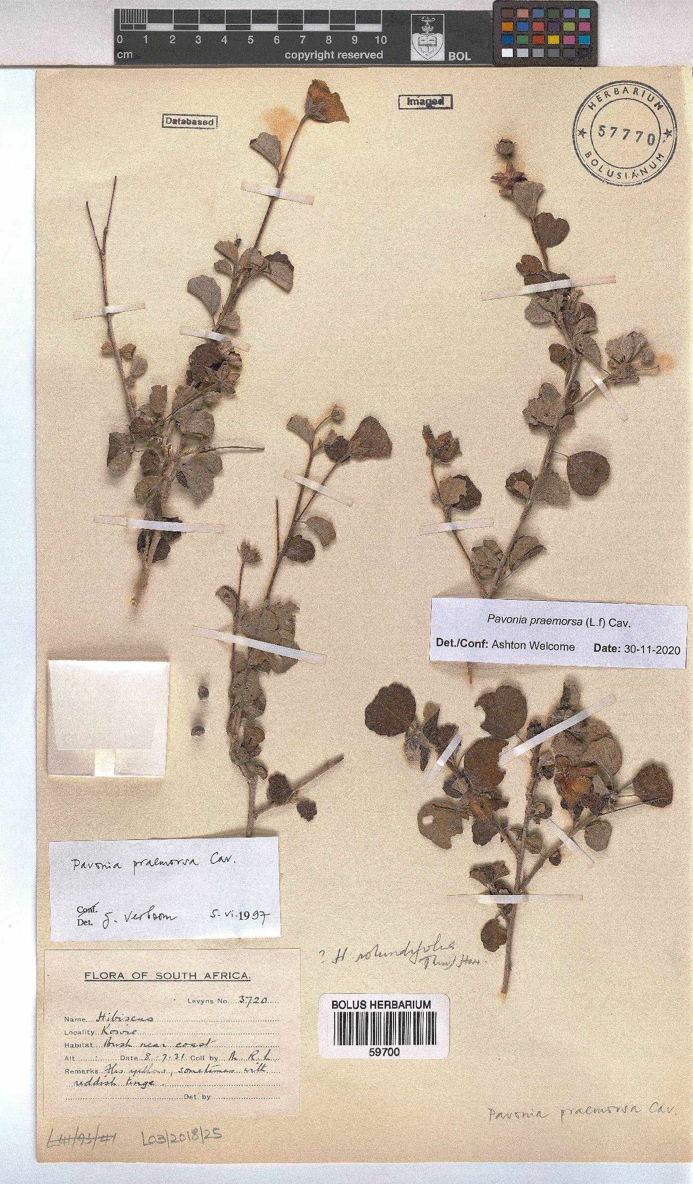 Pavonia praemorsa image