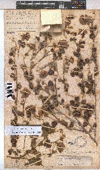 Pavonia praemorsa image