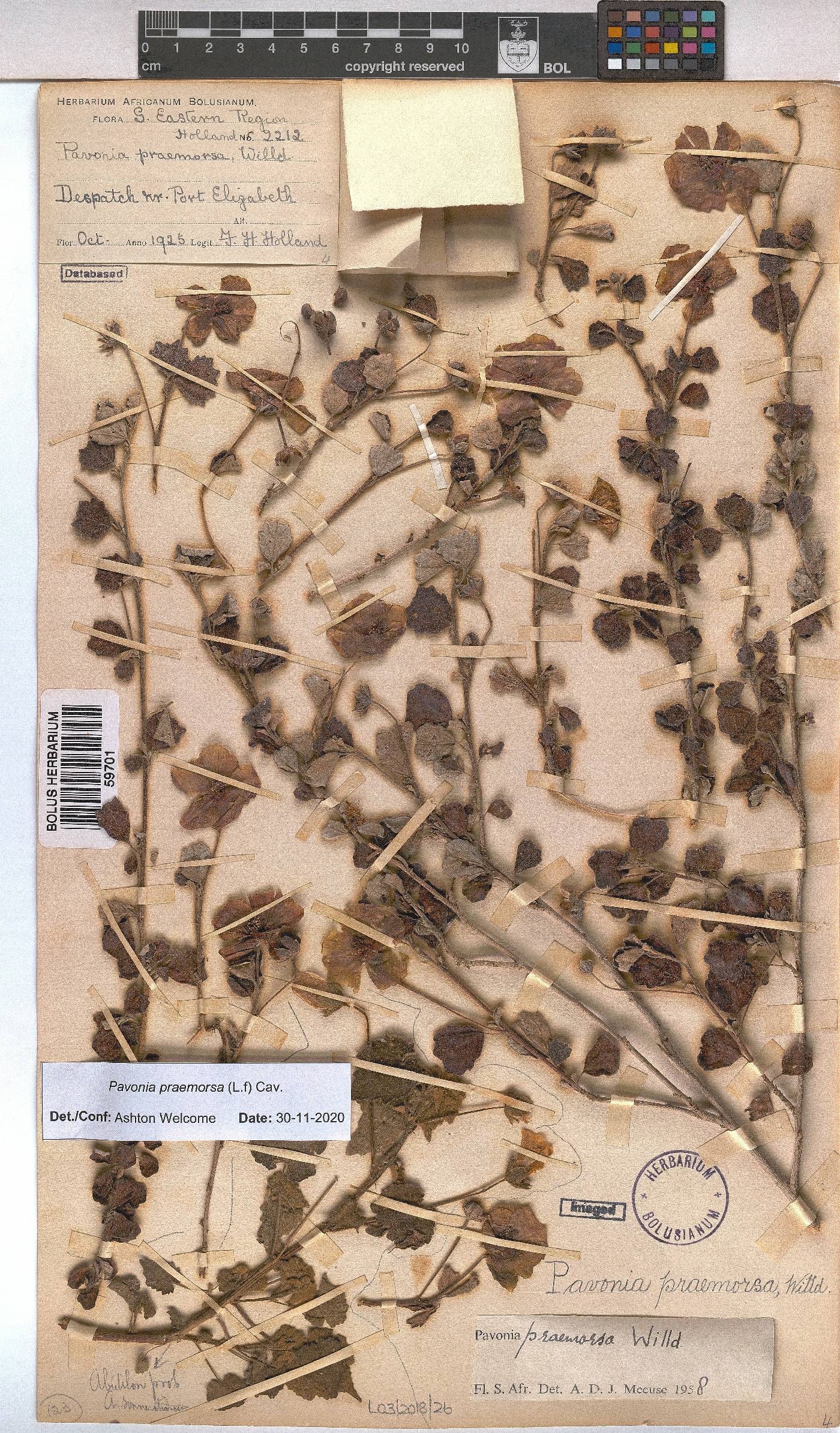 Pavonia praemorsa image