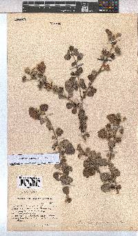 Pavonia praemorsa image