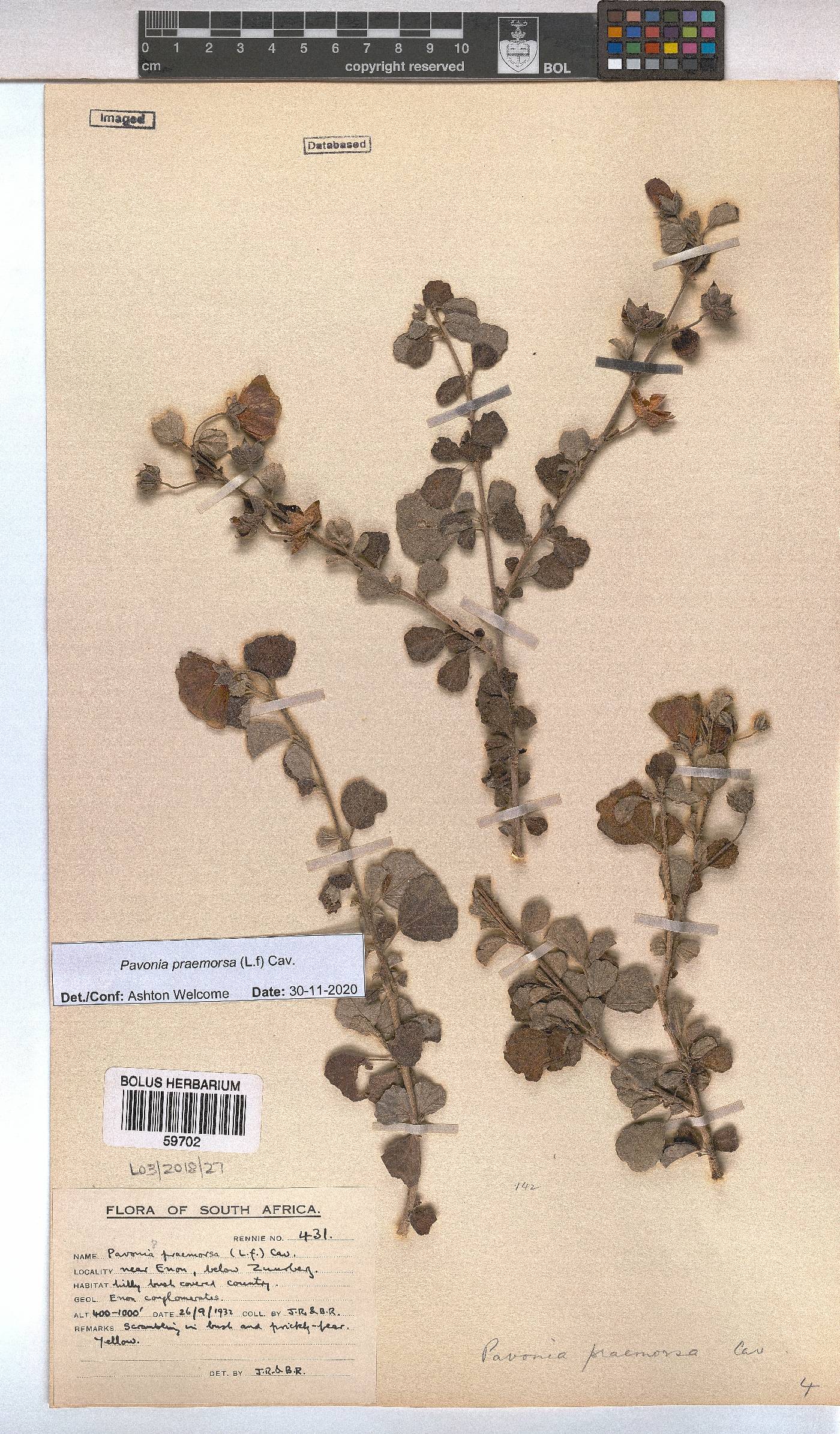 Pavonia praemorsa image