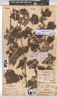 Image of Pavonia columella
