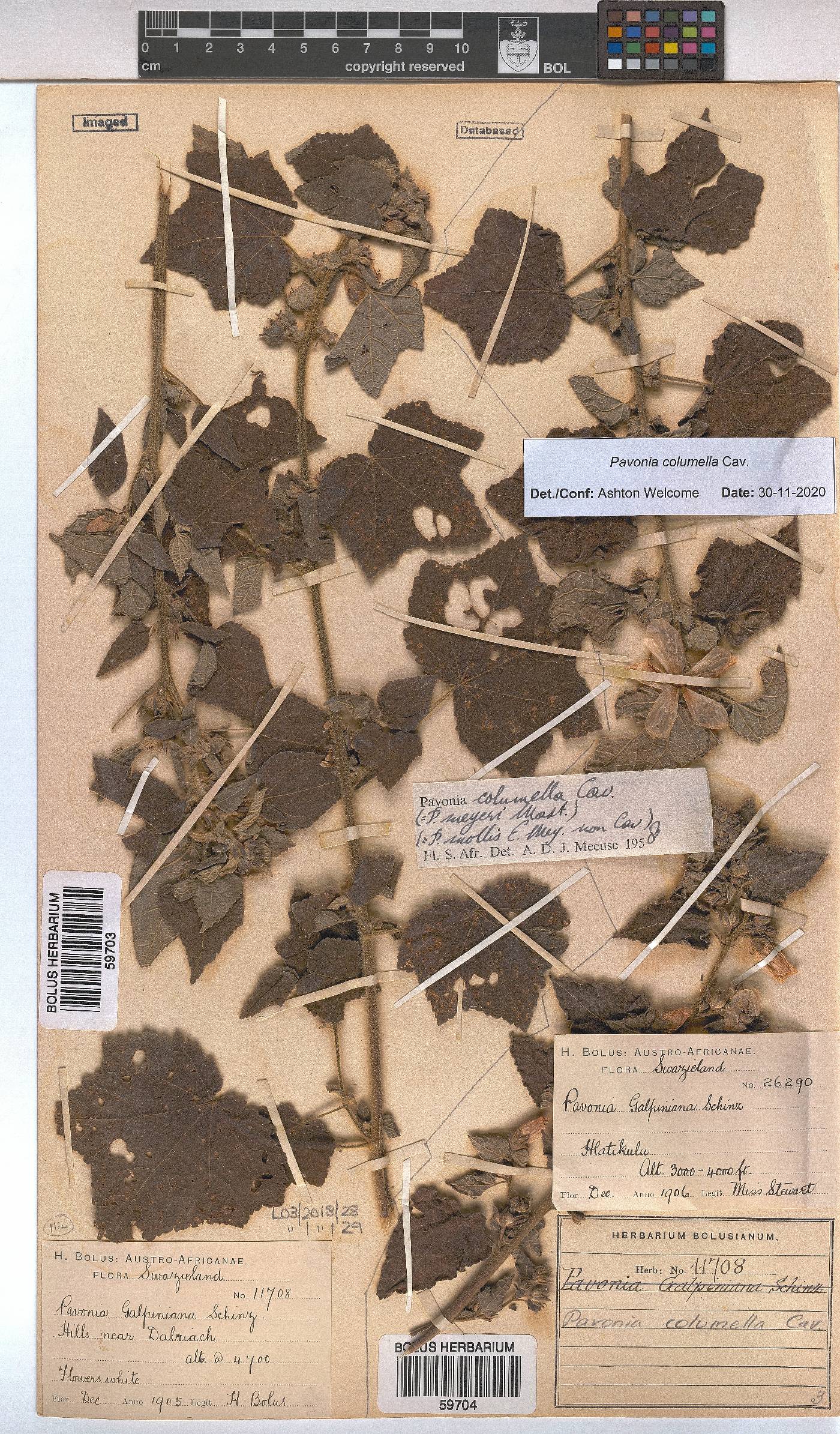 Pavonia columella image