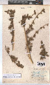 Pavonia columella image