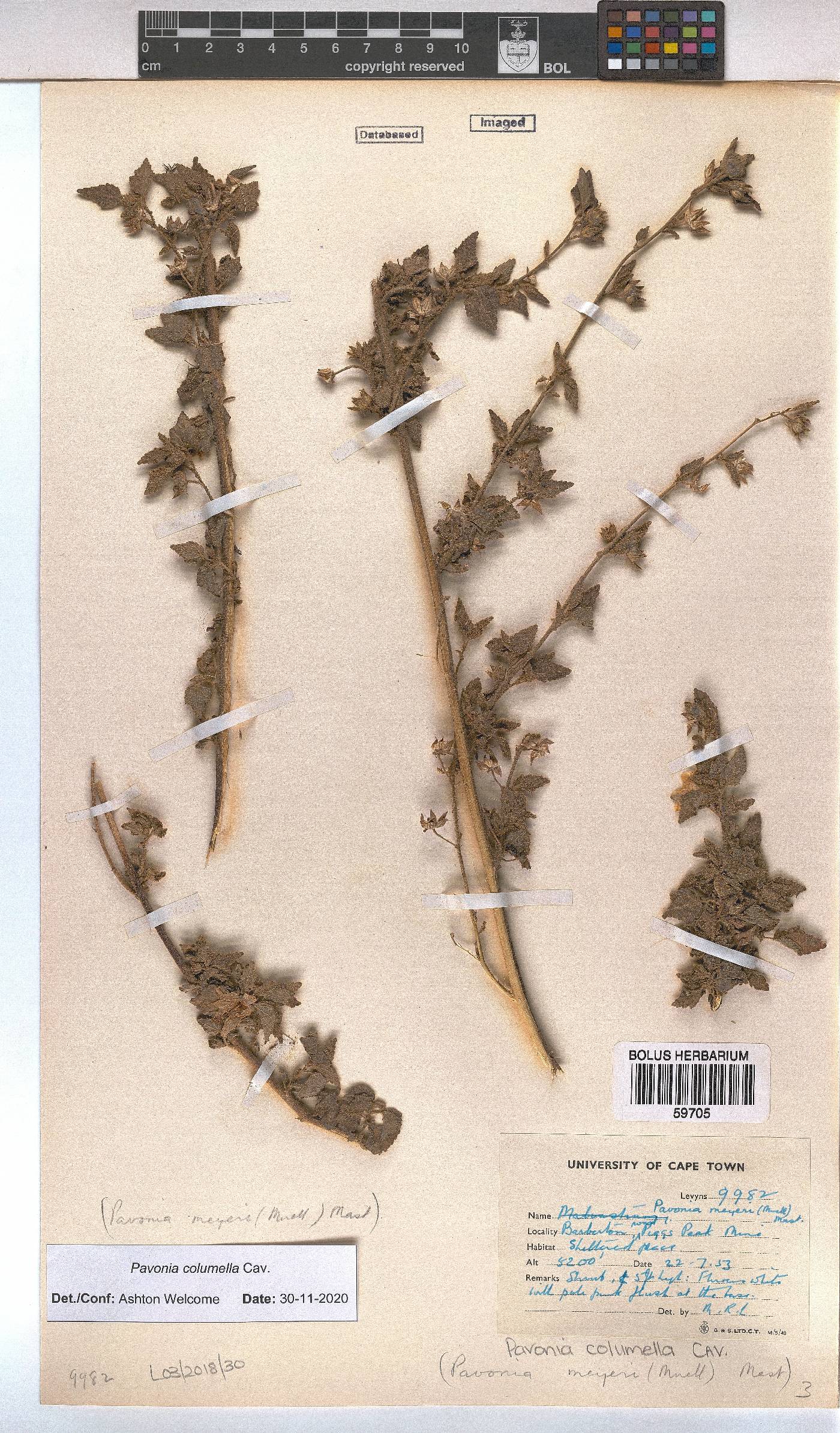 Pavonia columella image