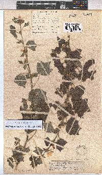 Pavonia columella image