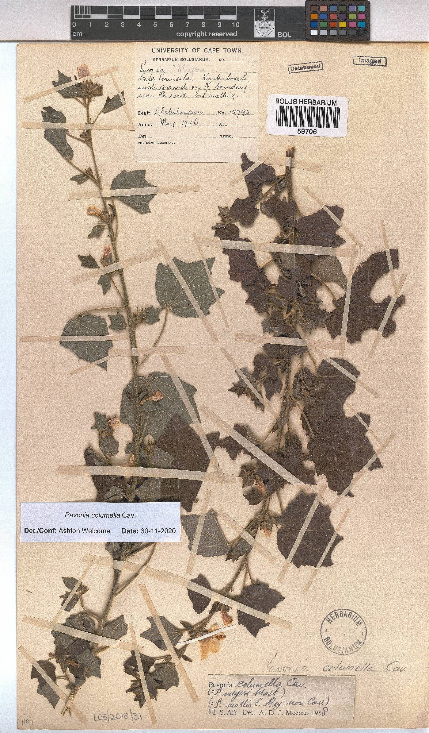 Pavonia columella image