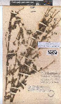 Pavonia columella image