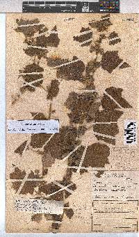 Pavonia columella image