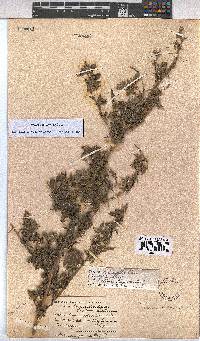 Pavonia columella image