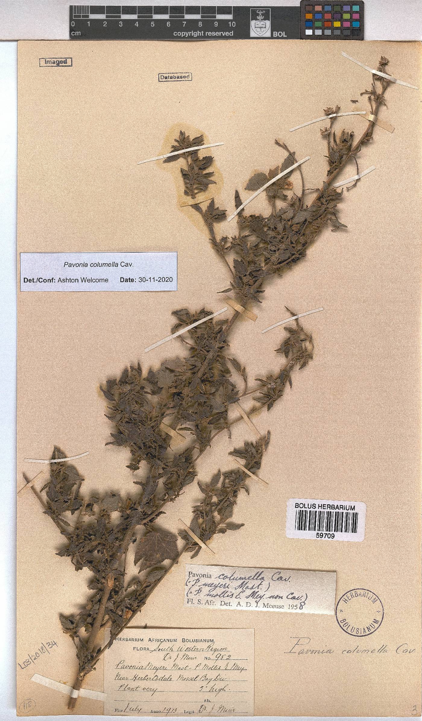Pavonia image