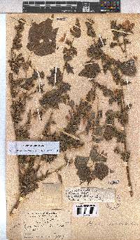 Pavonia columella image