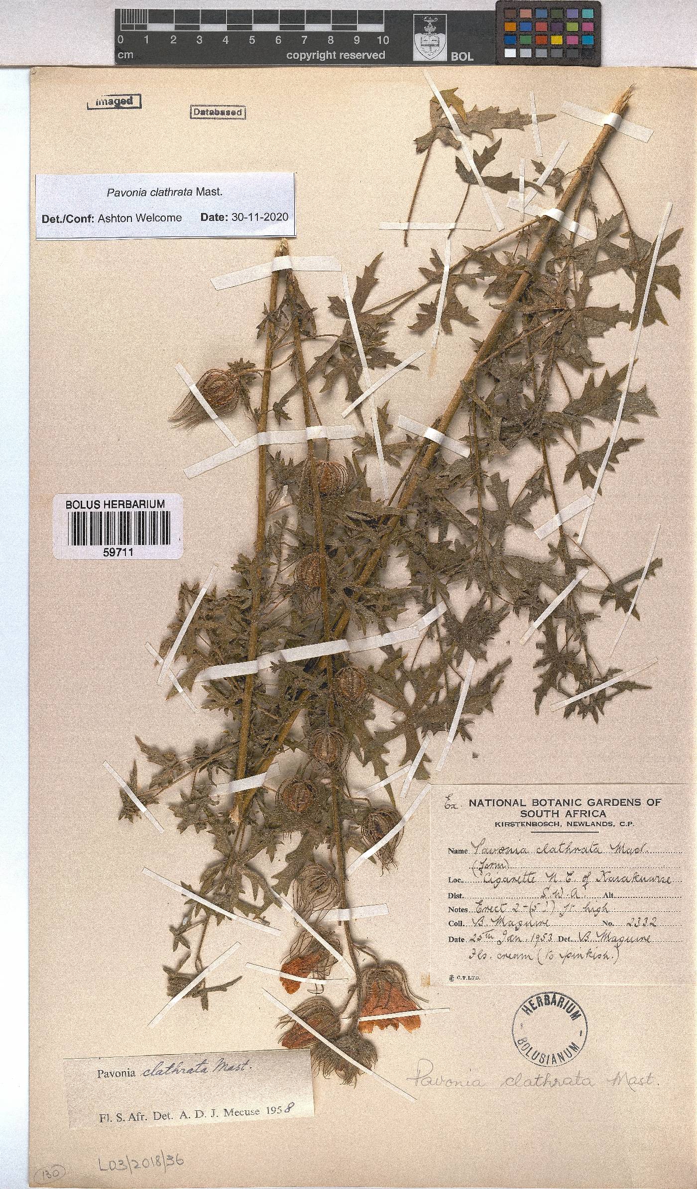 Pavonia clathrata image