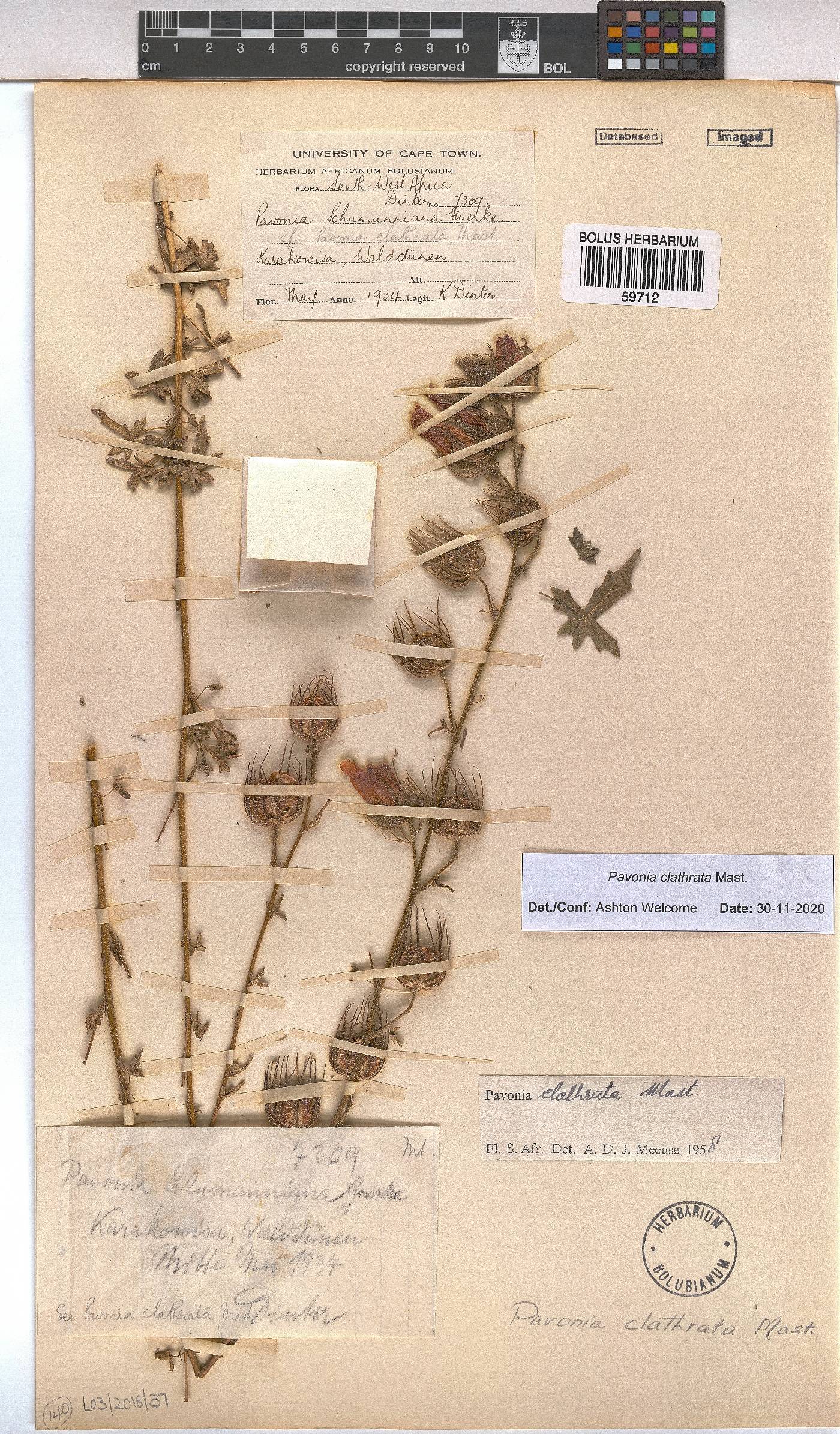 Pavonia clathrata image