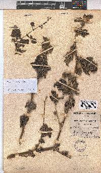 Image of Pavonia urens