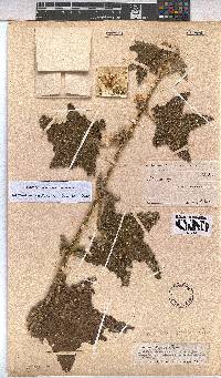 Pavonia urens image
