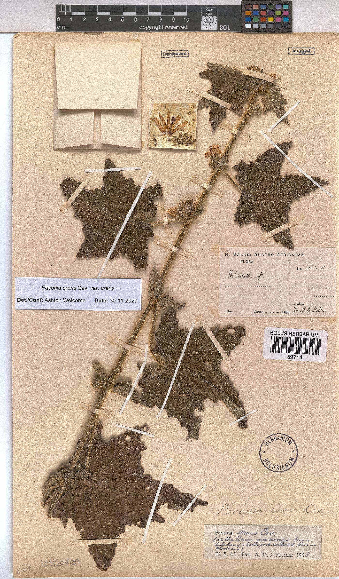 Pavonia urens image