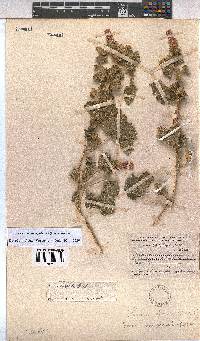 Image of Pavonia senegalensis
