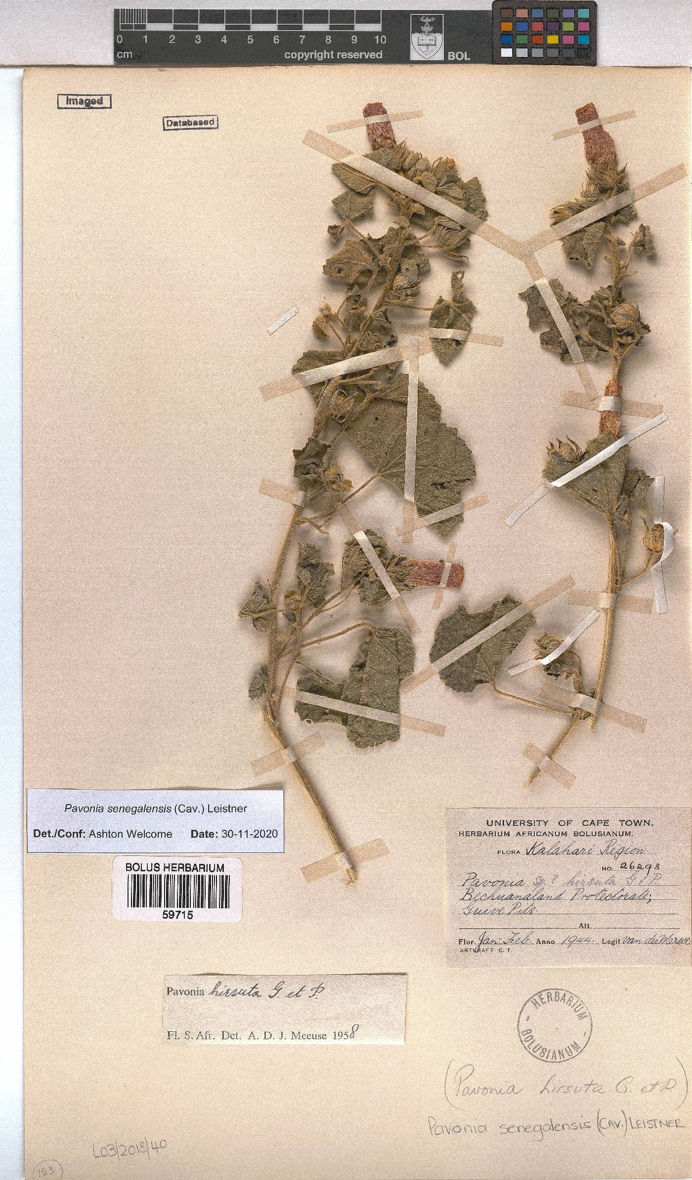 Pavonia senegalensis image