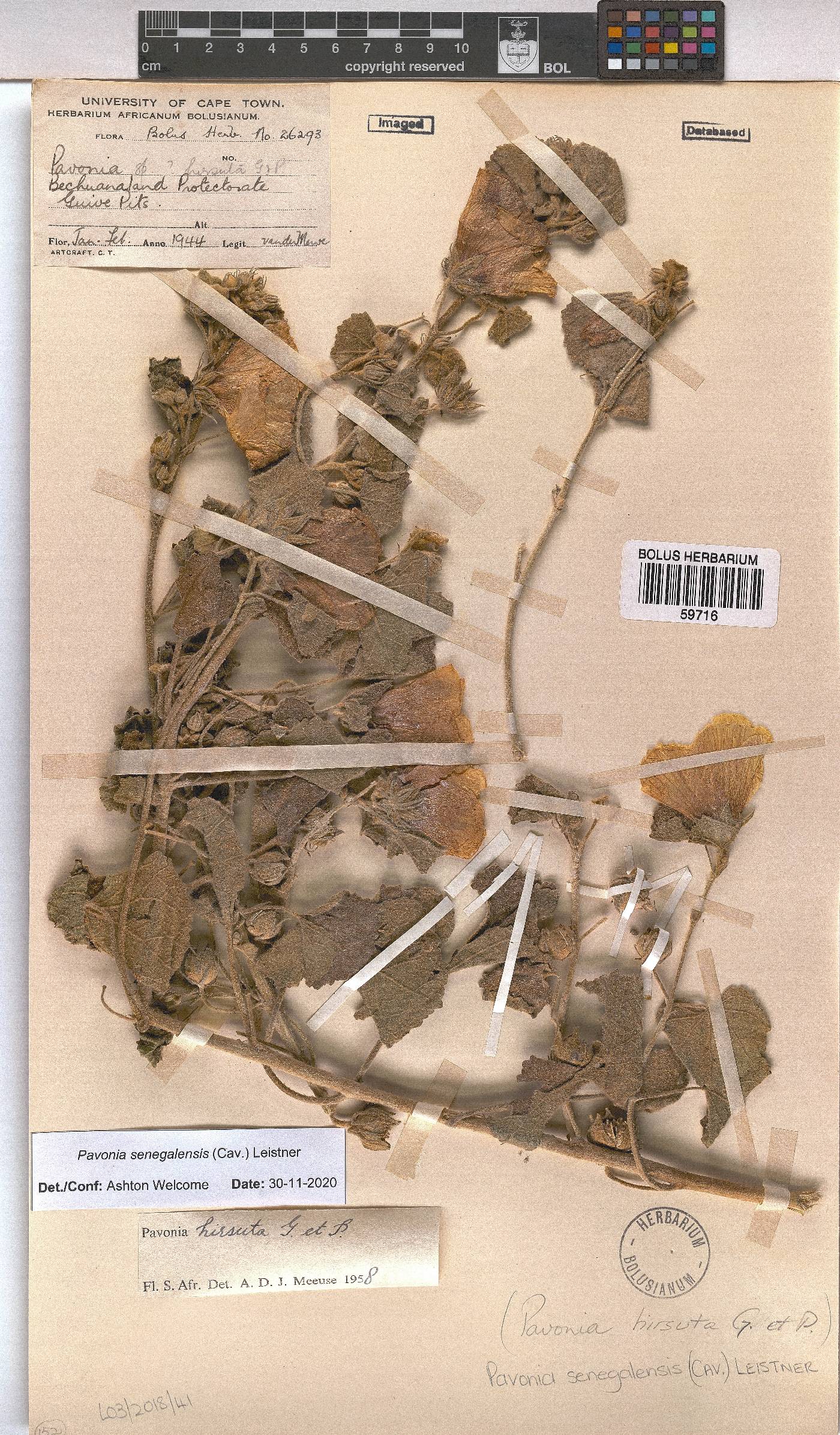 Pavonia senegalensis image