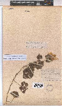 Pavonia senegalensis image