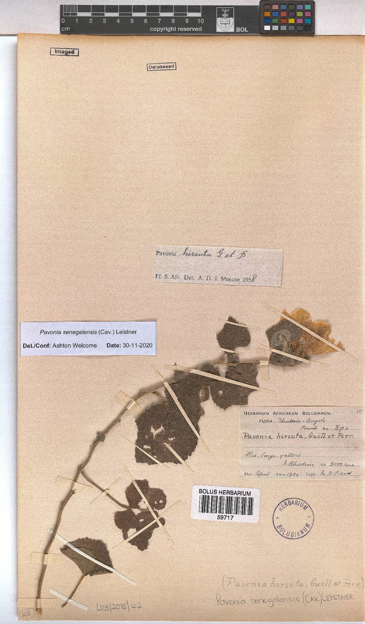 Pavonia senegalensis image