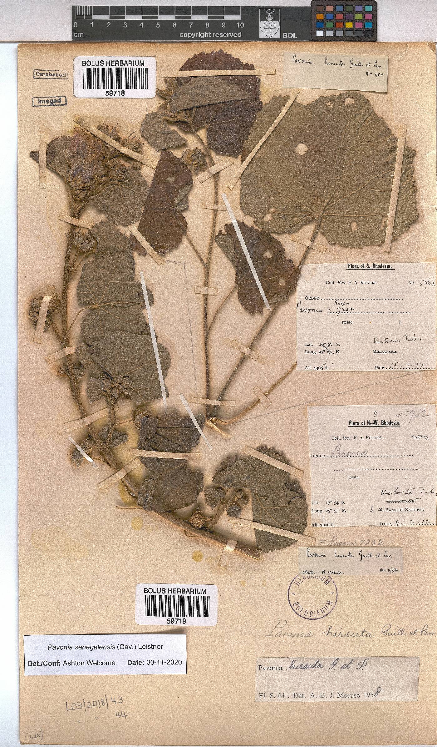Pavonia senegalensis image