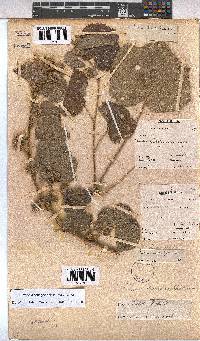 Pavonia senegalensis image