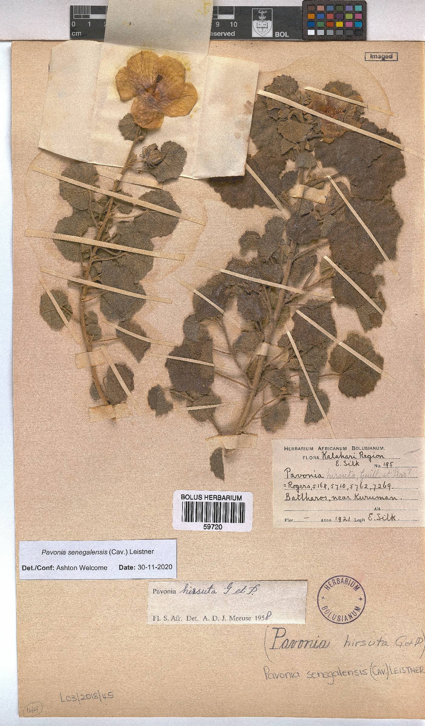 Pavonia senegalensis image