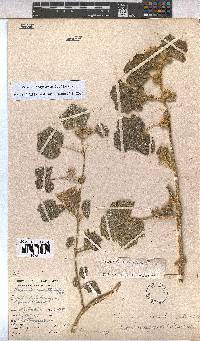 Pavonia senegalensis image