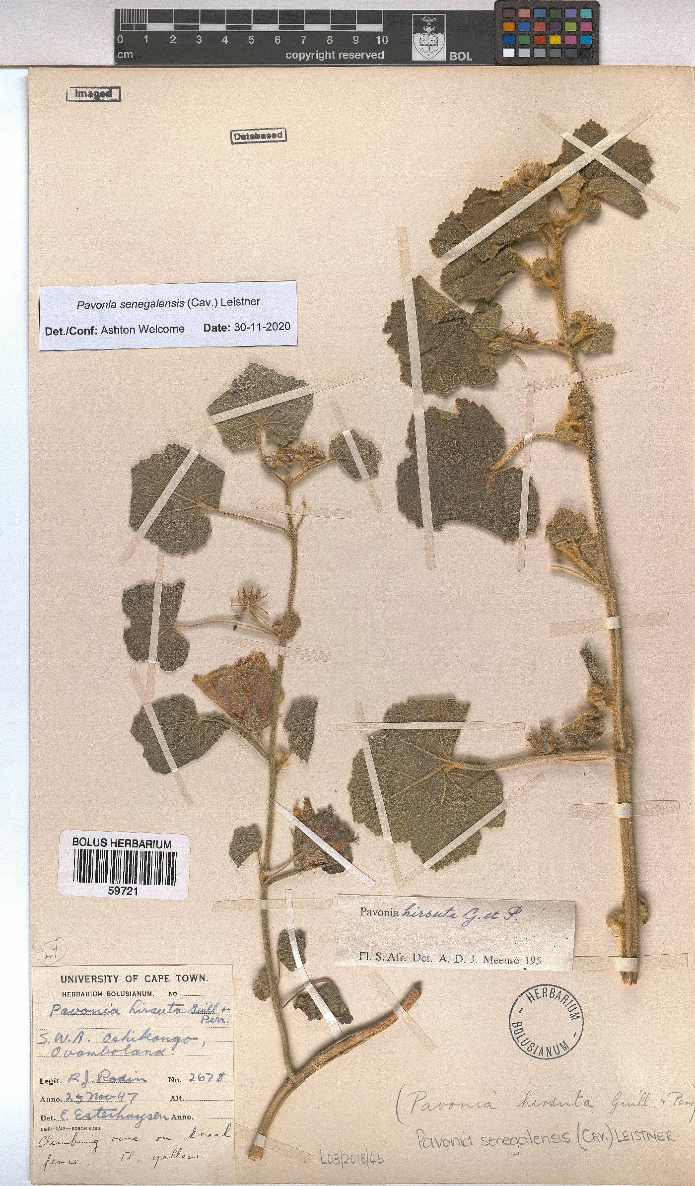 Pavonia senegalensis image