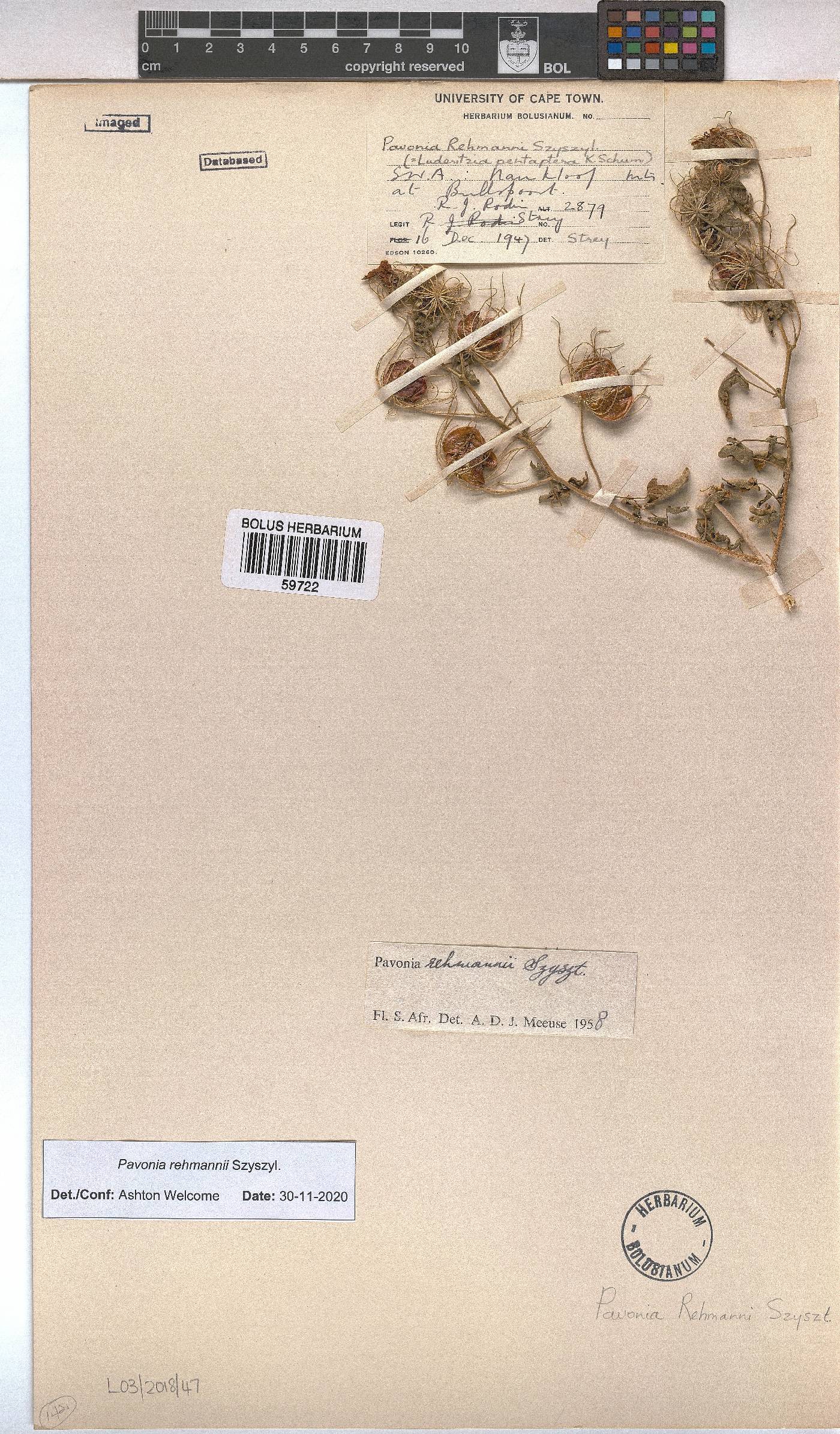 Pavonia rehmannii image