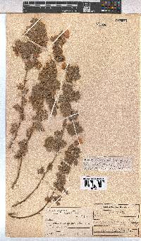 Pavonia burchellii image
