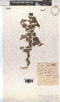 Pavonia burchellii image