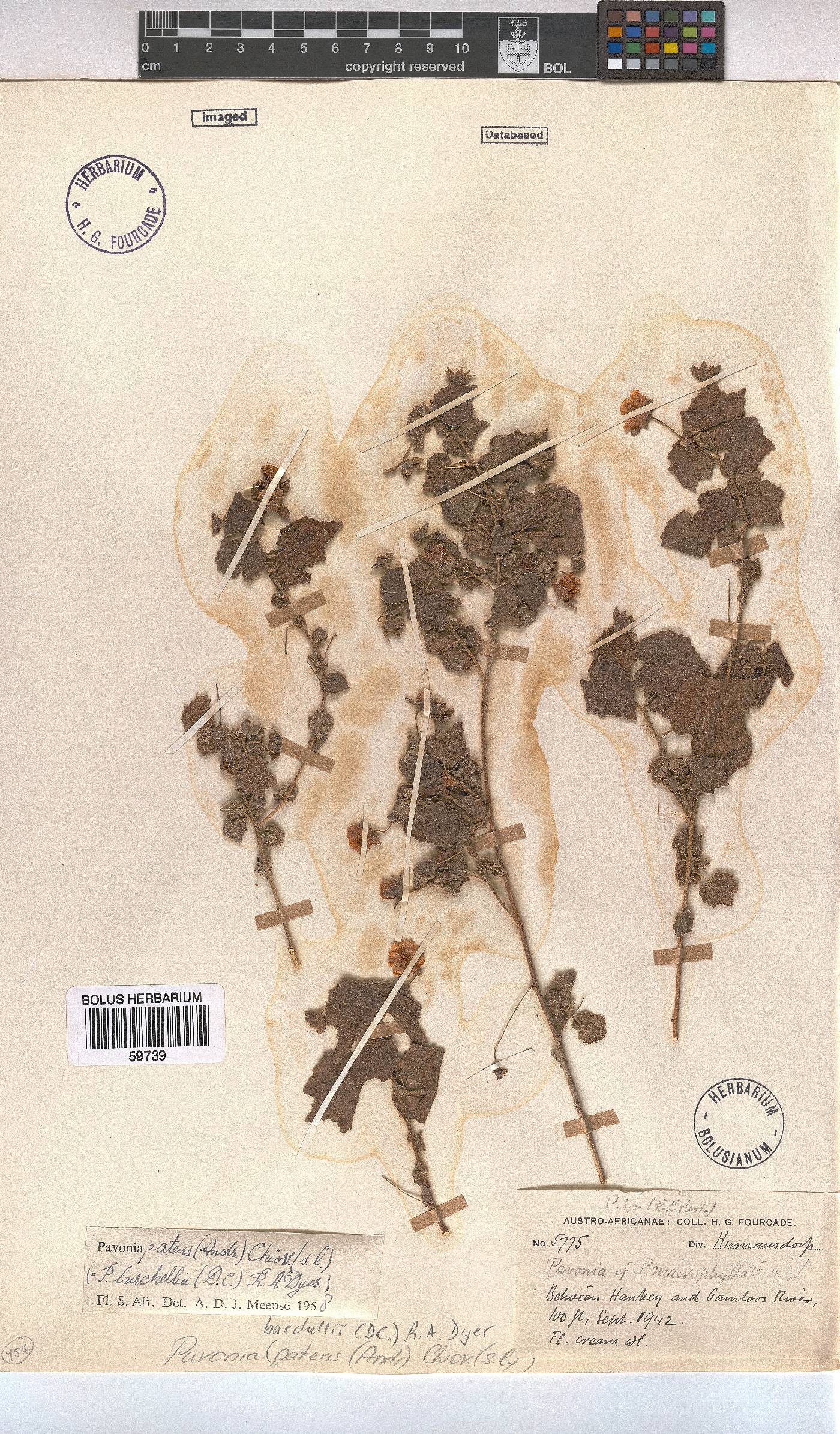Pavonia burchellii image