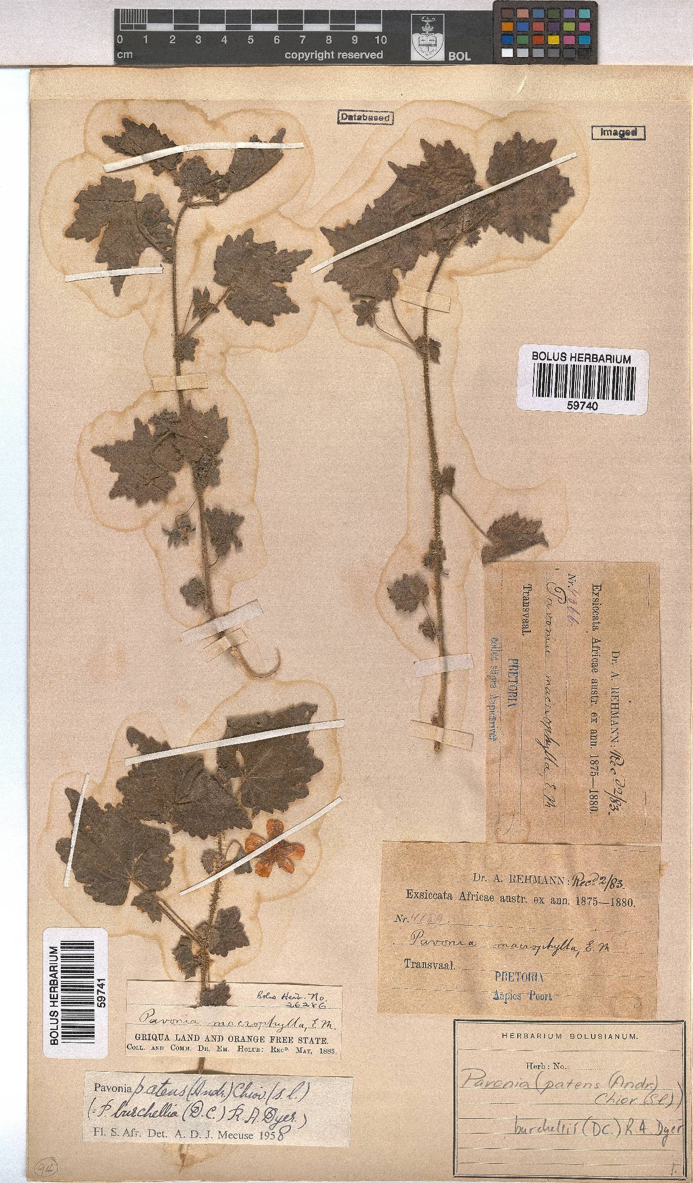 Pavonia burchellii image