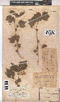 Pavonia burchellii image