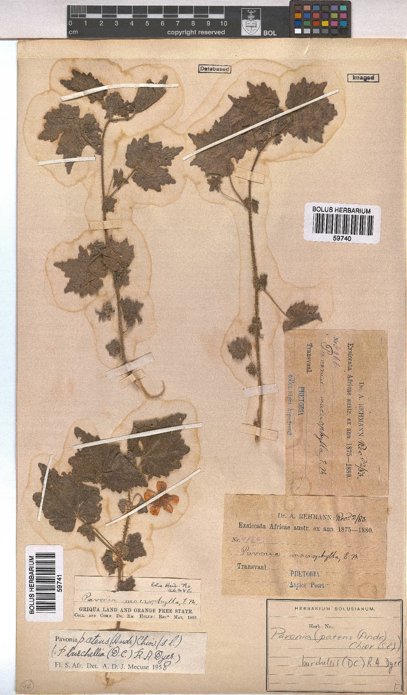 Pavonia burchellii image