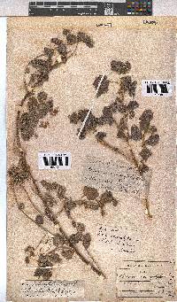 Pavonia burchellii image