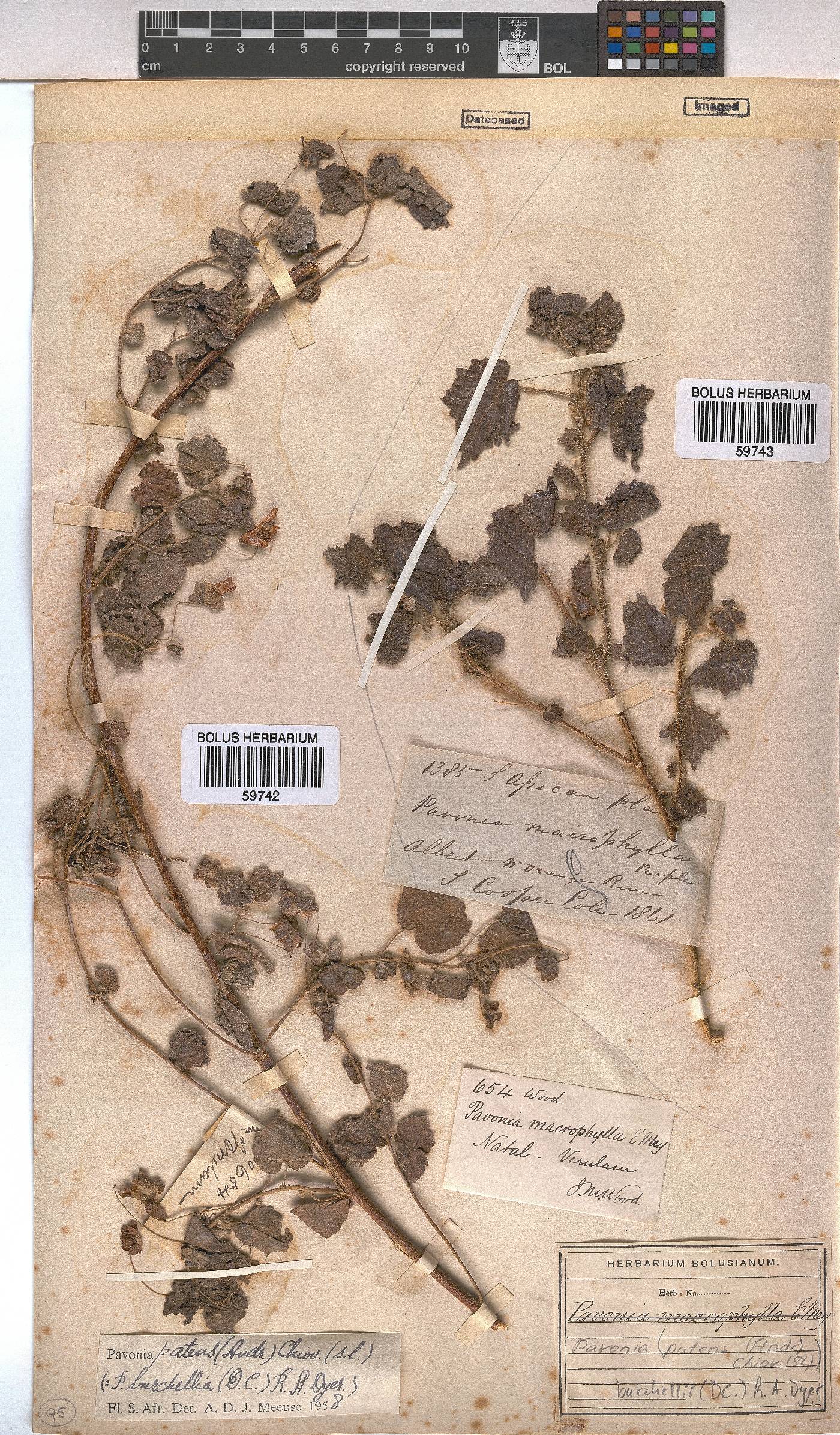 Pavonia burchellii image