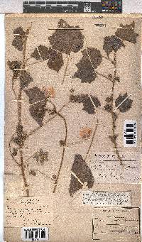 Pavonia burchellii image