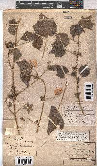 Pavonia burchellii image