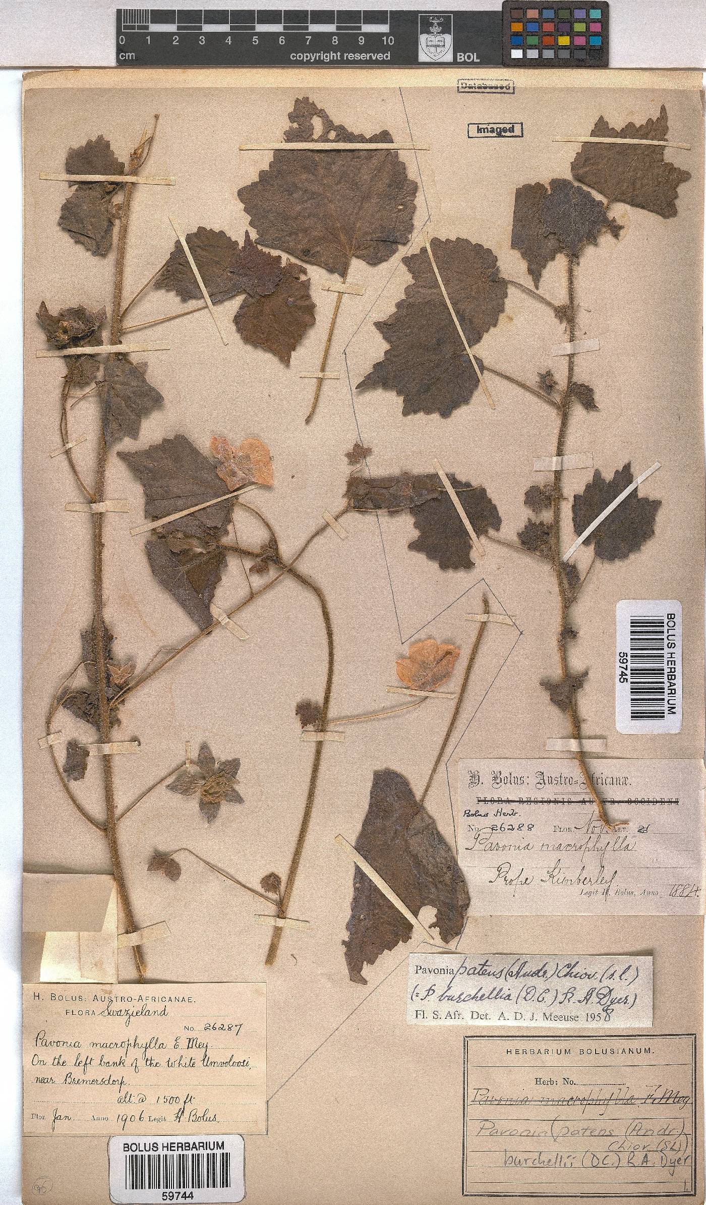 Pavonia burchellii image