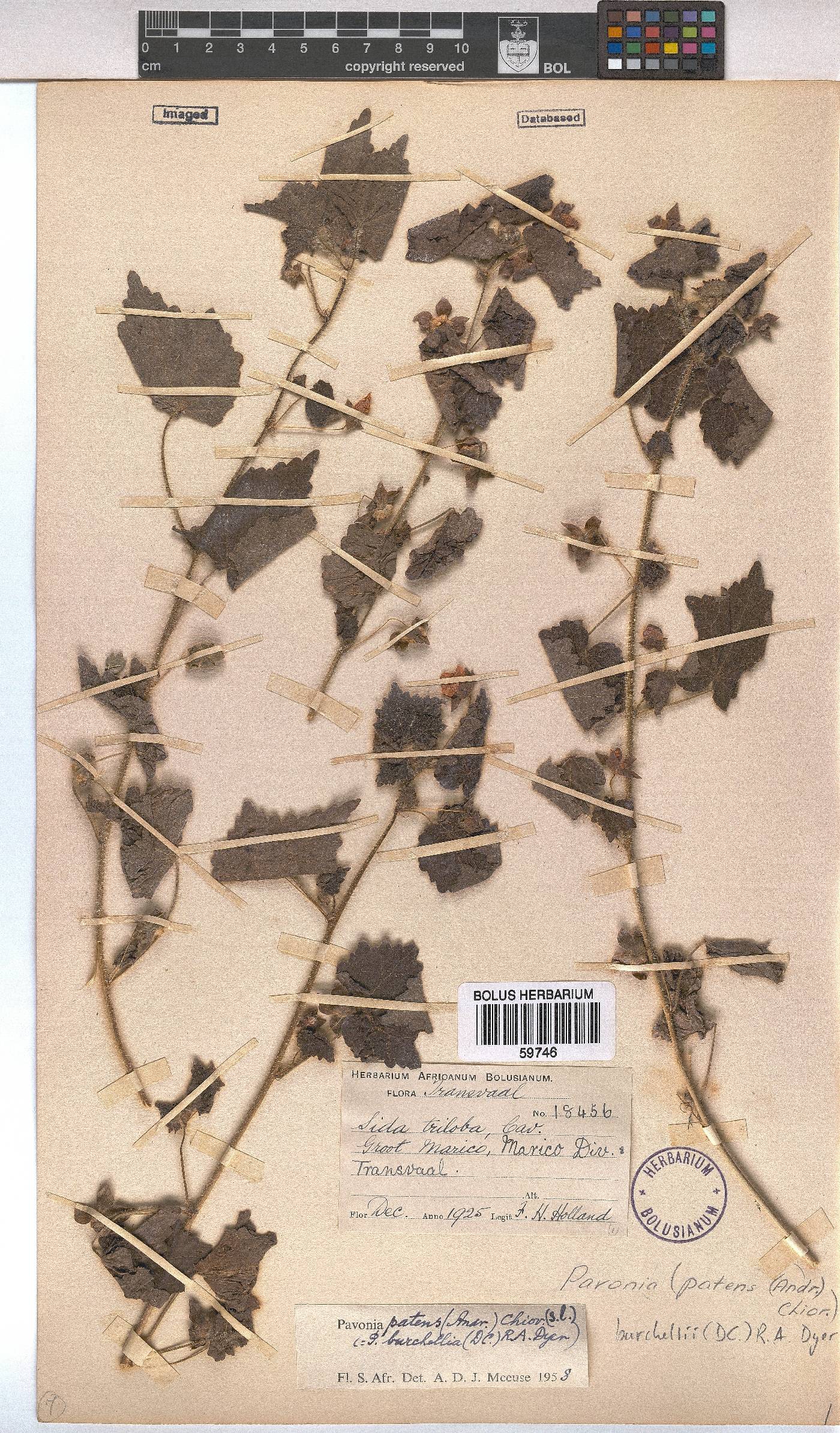 Pavonia burchellii image